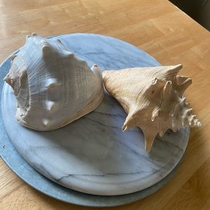 Conch Shells